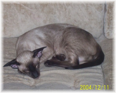 Prince